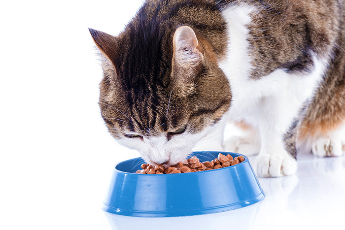 Alimentazione Biologica per Gatti