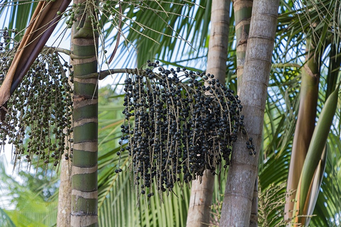 Le bacche di acai vengono da una palma che cresce nella foresta amazzonica