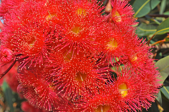 Essenze floreali australiane bush: Vendita Online