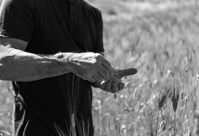 Agricoltore tra il grano cappelli