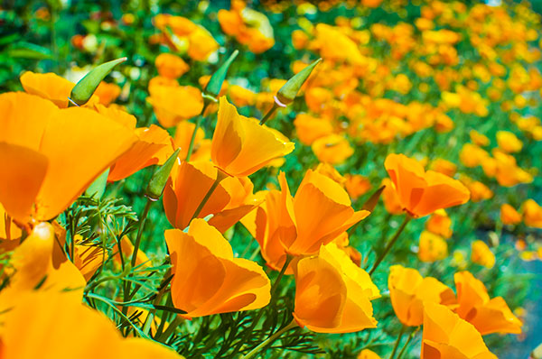 fiori di escolzia californiana