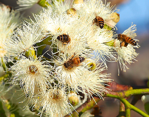 api su dei fiori